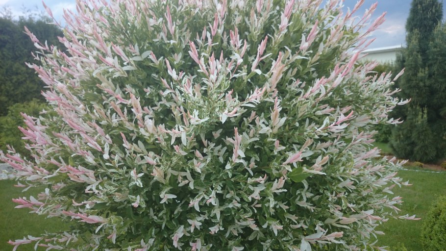 Ива цельнолистная хакуро нишики