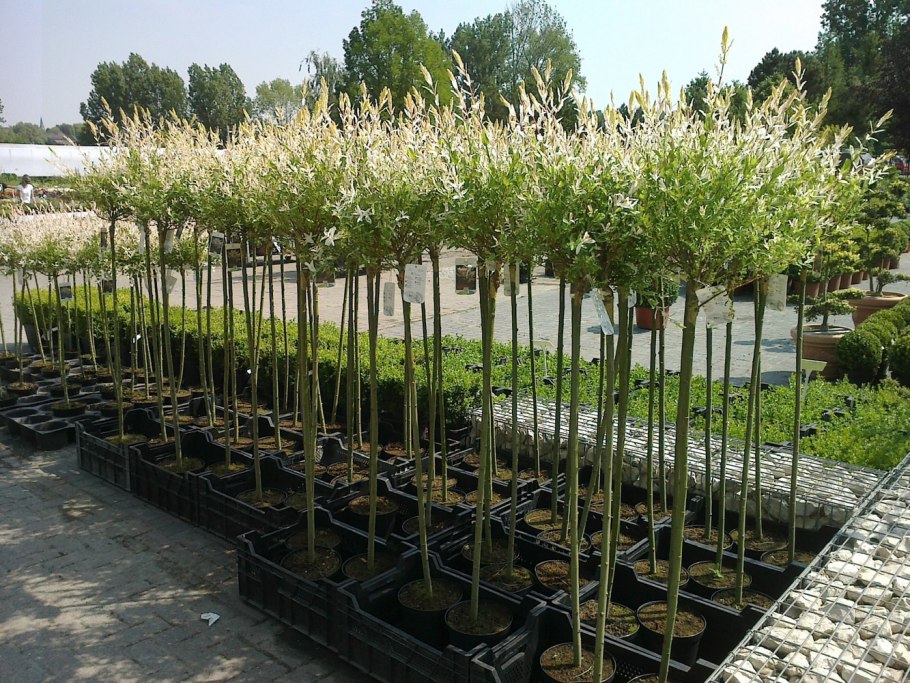 Штамбовая ива хакуро нишики