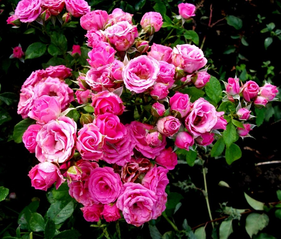 Роза Классик Лидия