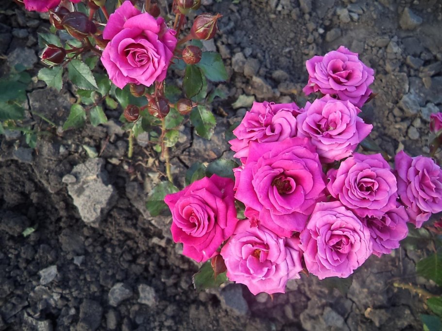 Роза Парковая Лидия