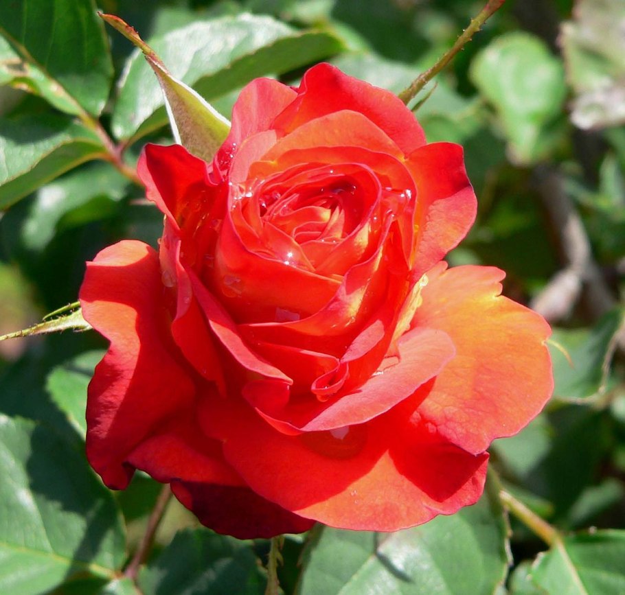 Роза бордюрная Лавли Лидия