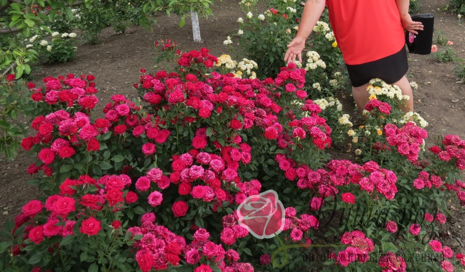 Роза кустовая Лидия