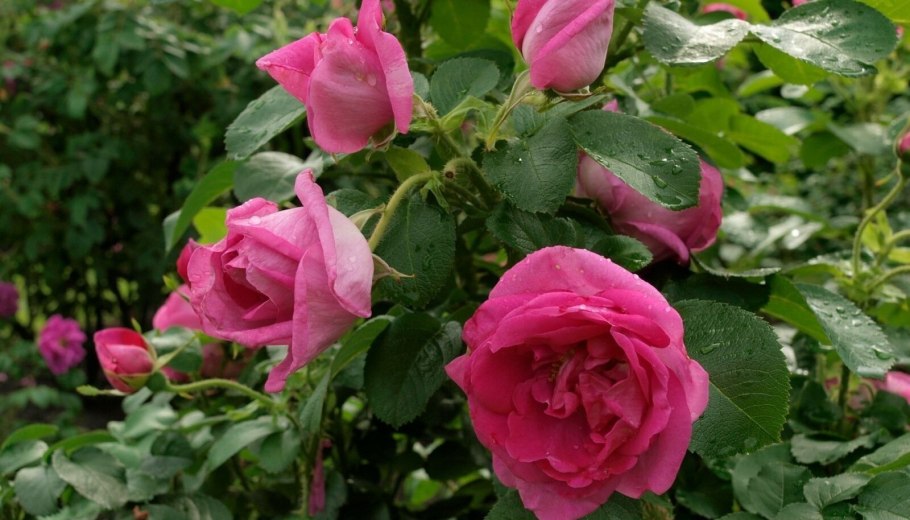 Роза Классик Лидия