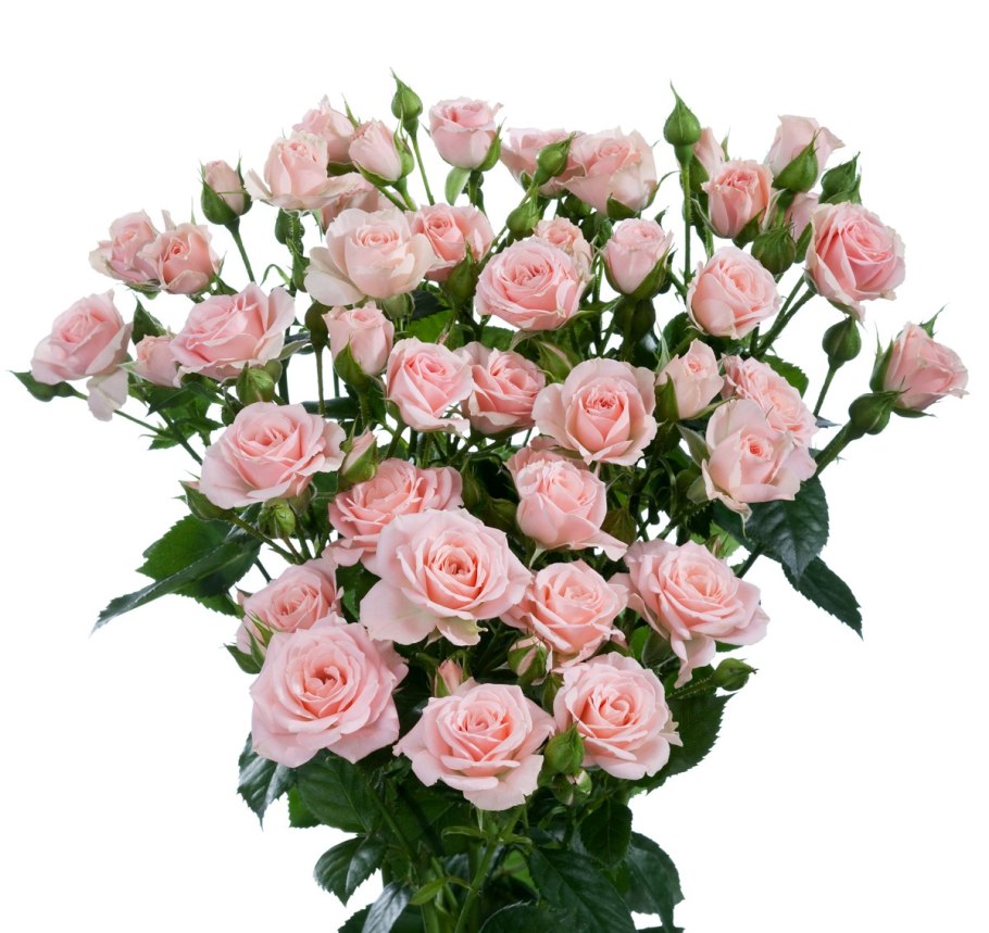 Охапка кустовых роз микс м