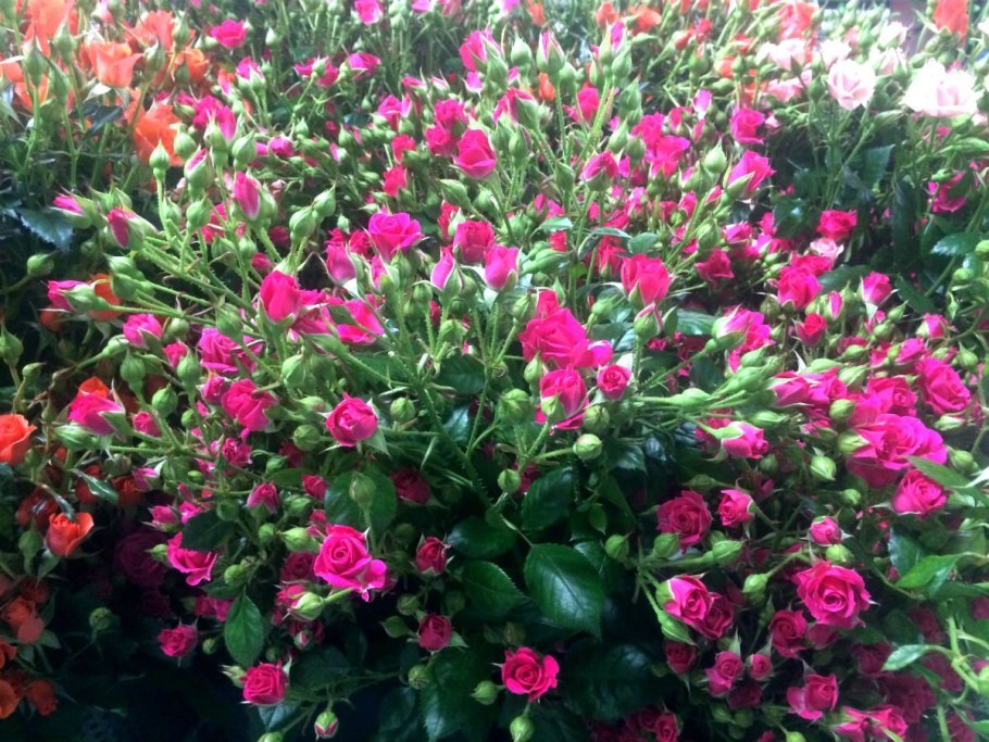 Роза бордюрная Лидия