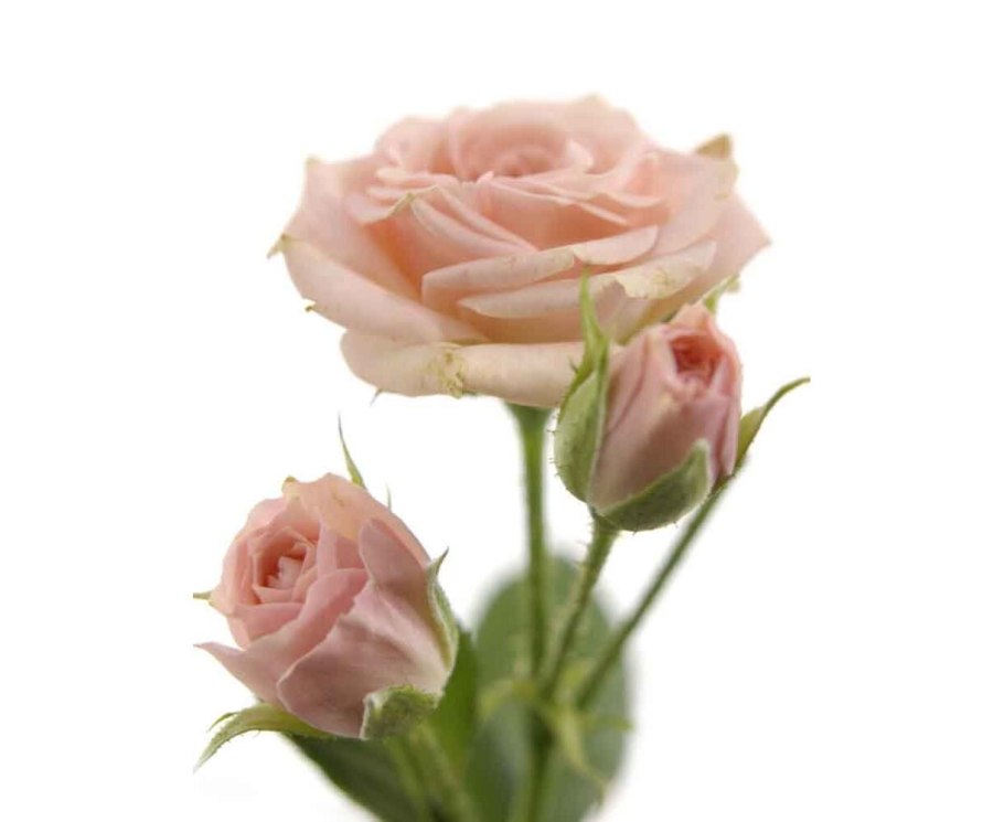 Роза спрей Лидия