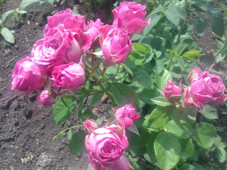 Роза Лавли Лидия