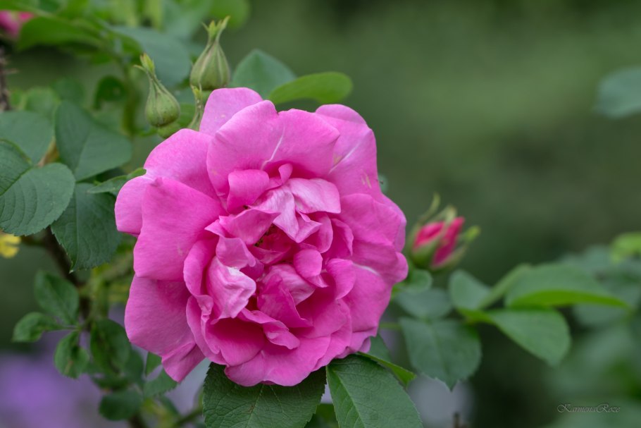 Роза спрей Вайт Лидия