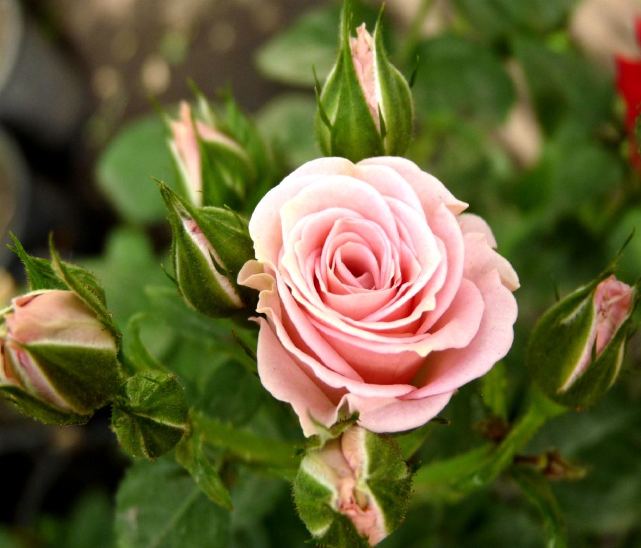 51 На роза Лавли Лидия