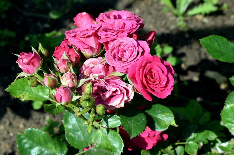 Розы спрейки