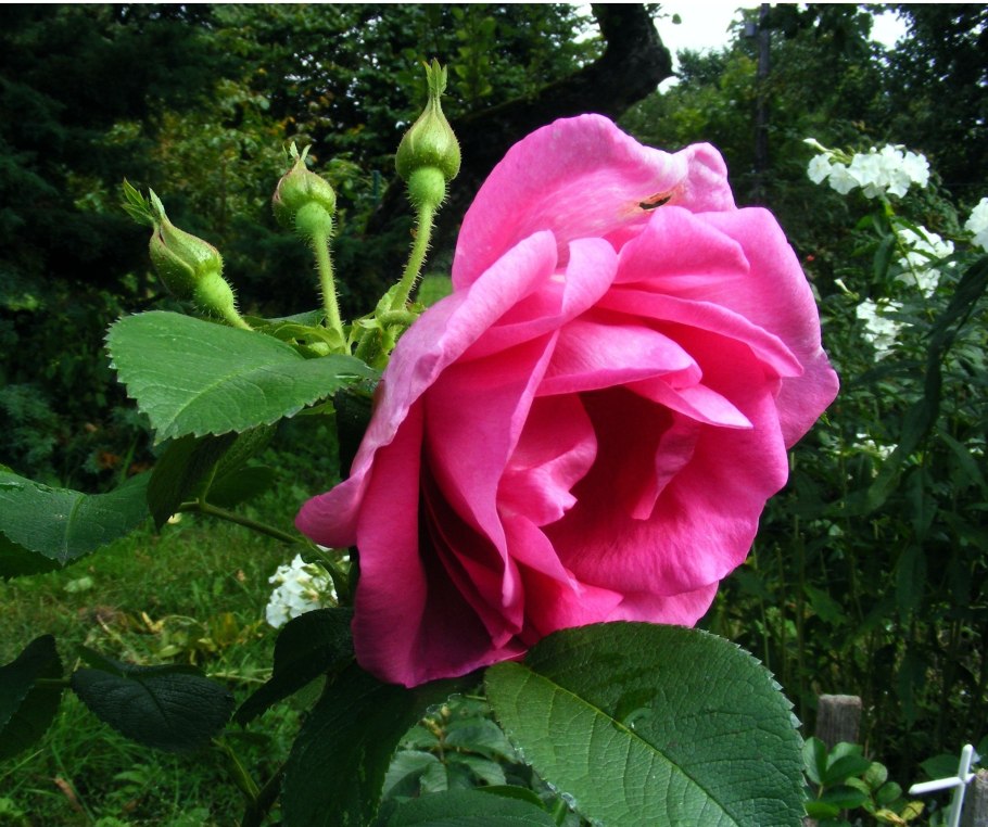 Лавли Лидия кустовая