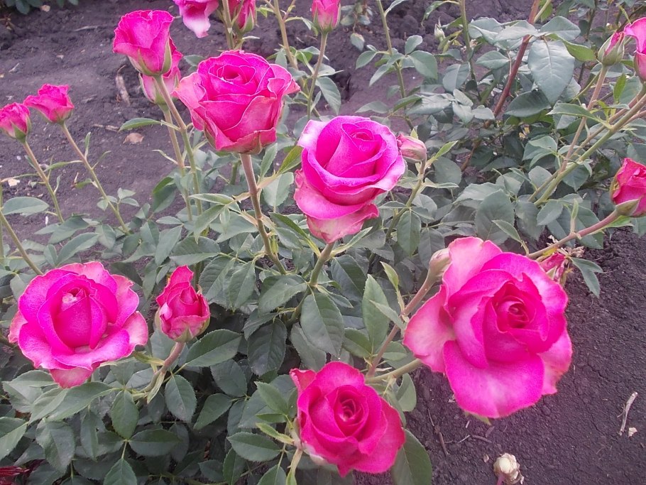 Роза Лавли Лидия