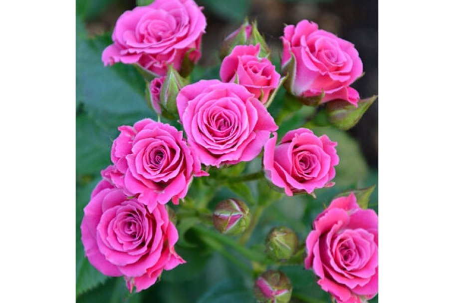 Роза спрей Классик Лидия