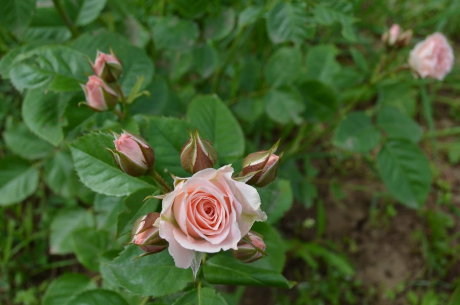 Роза бордюрная Лавли Лидия