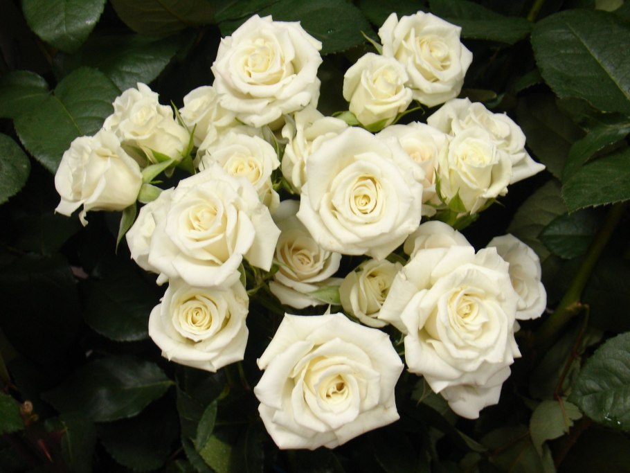 Роза Лавли Лидия