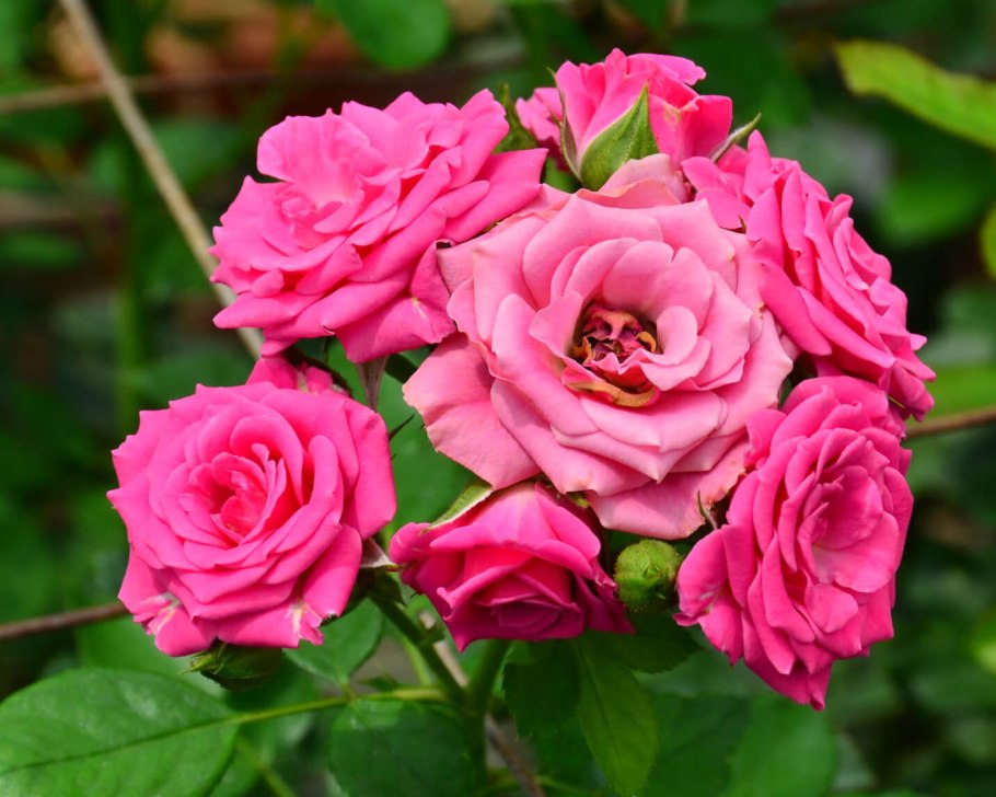 Роза миниатюрная Лавли Лидия