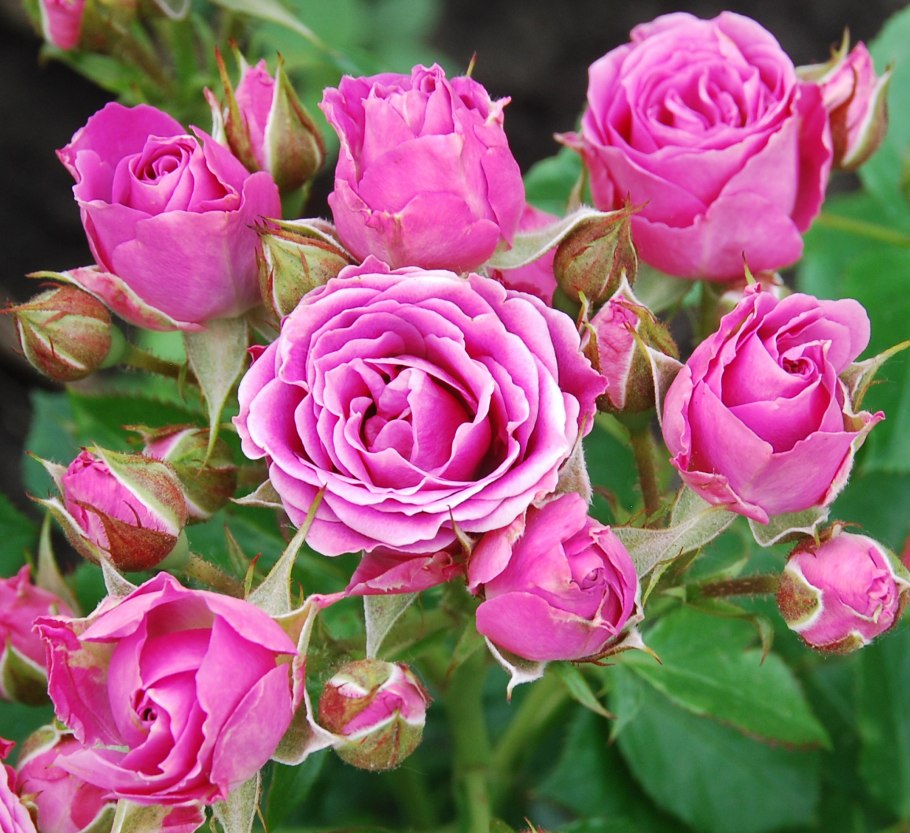 Роза Лавли Лидия