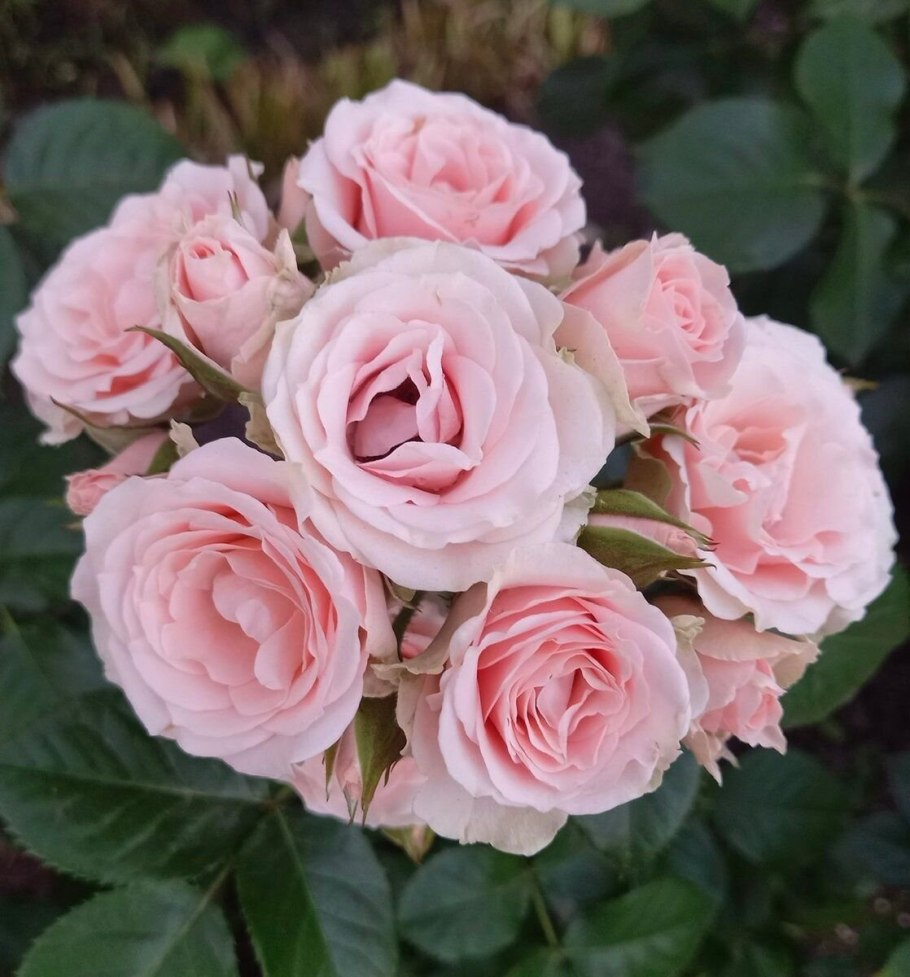 Роза кустовая Lovely Lydia