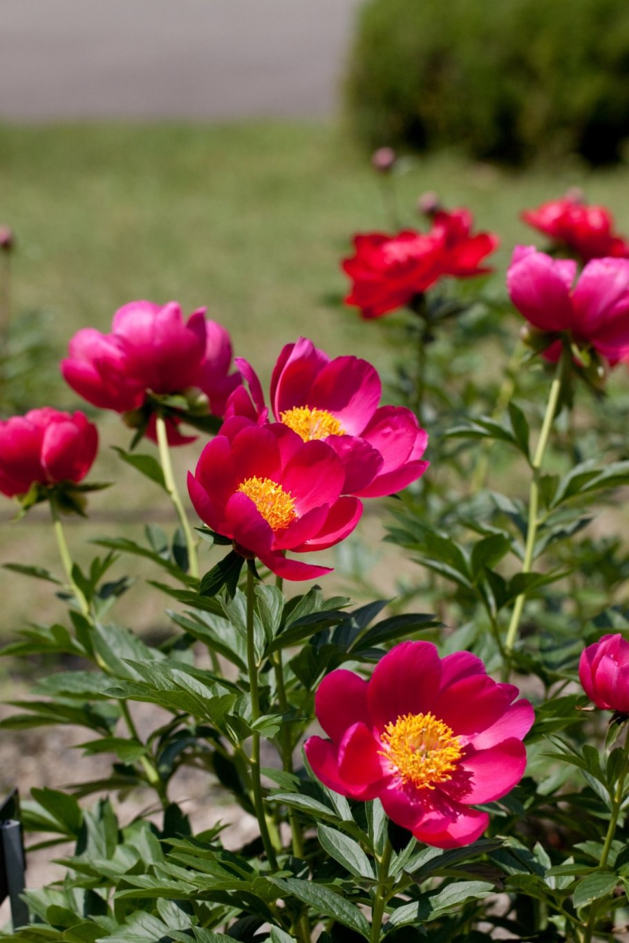 Пион Розеа Элеганс