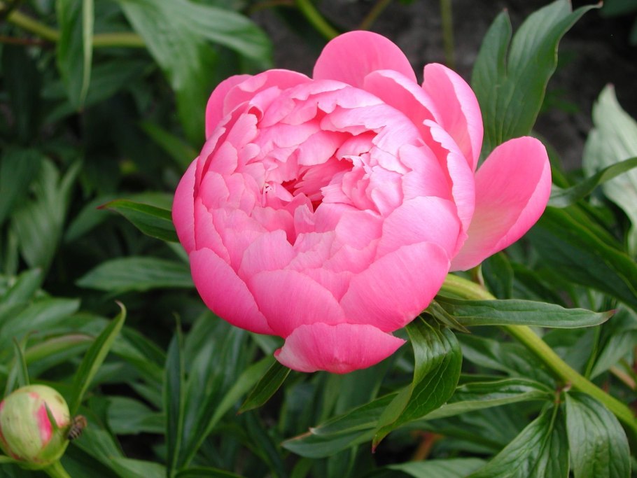 Пион Ливингстон