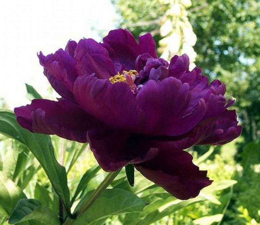 Пион Каррара