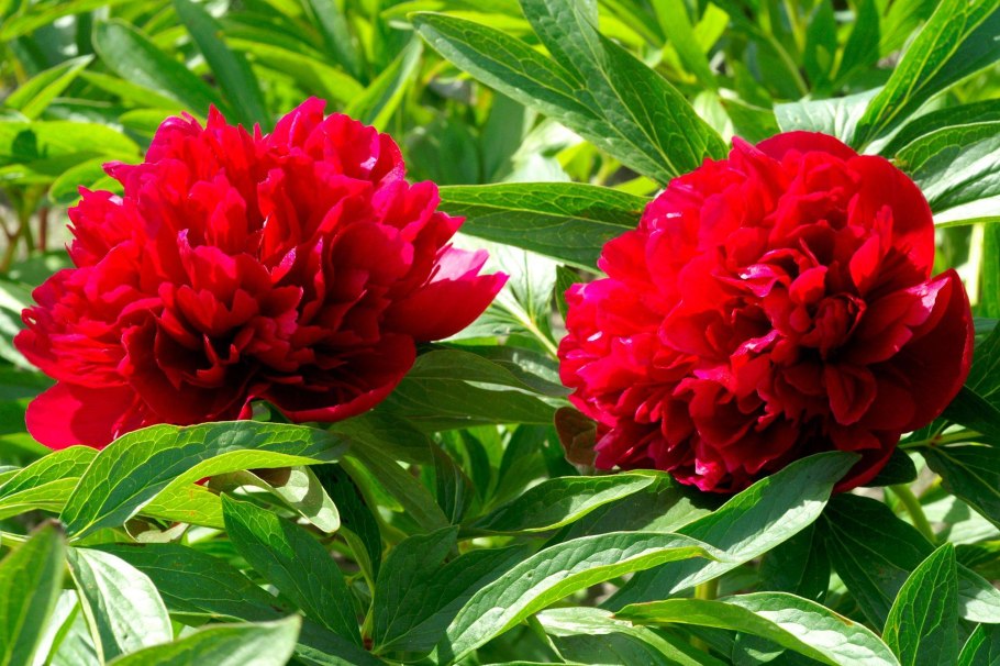 Пион молочноцветковый Рим