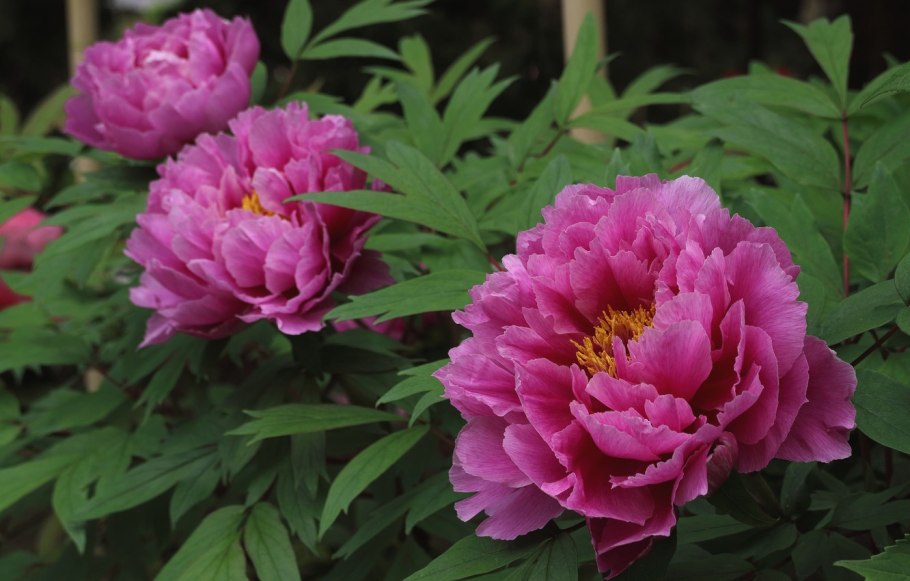 Пион дарк айс