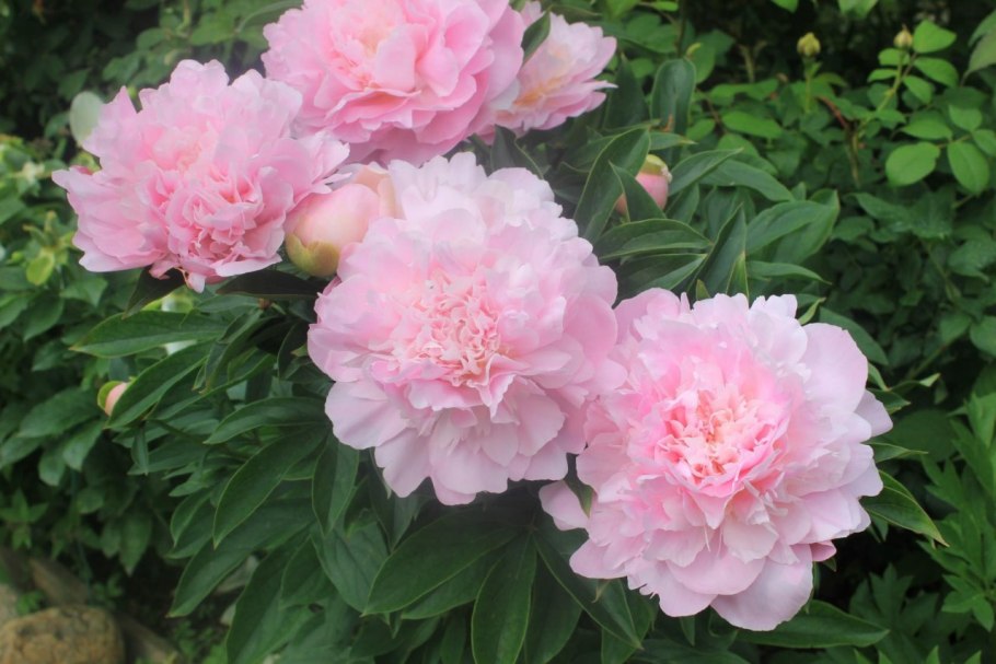 Пион анемоновидный красный