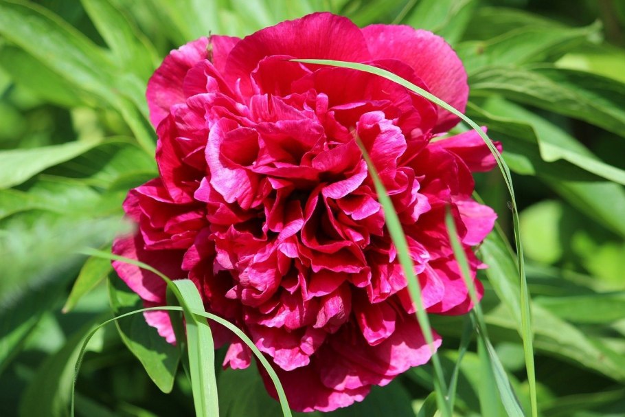 Пион Франсуа Ортега