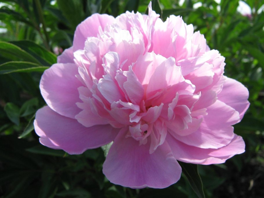 Sonoma Yedo пион