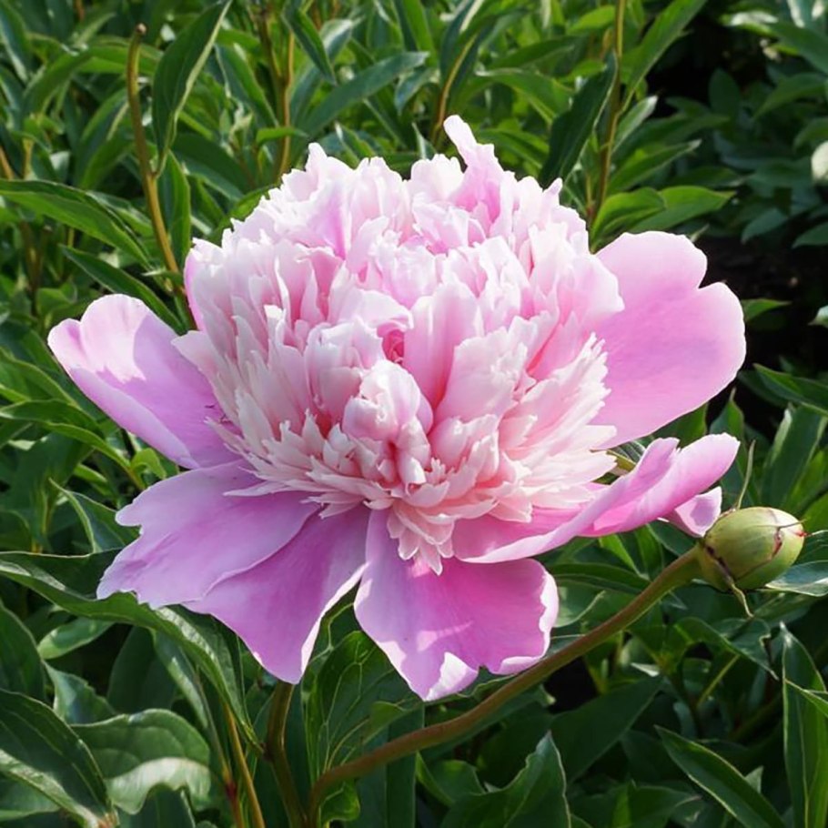 Пион Лемон Дрим