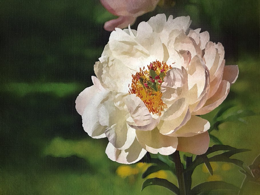 Пион Вильгельмина