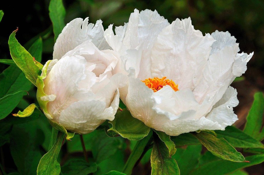 Пион Мунстоун