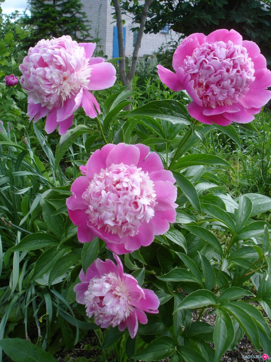 Пион judge Snook