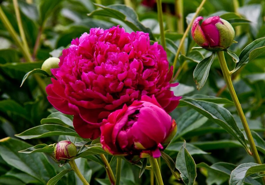 Paeonia (пион) Filagree
