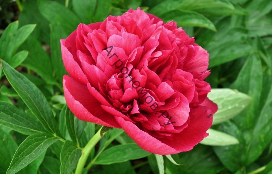 Пион Elizabeth Cahn