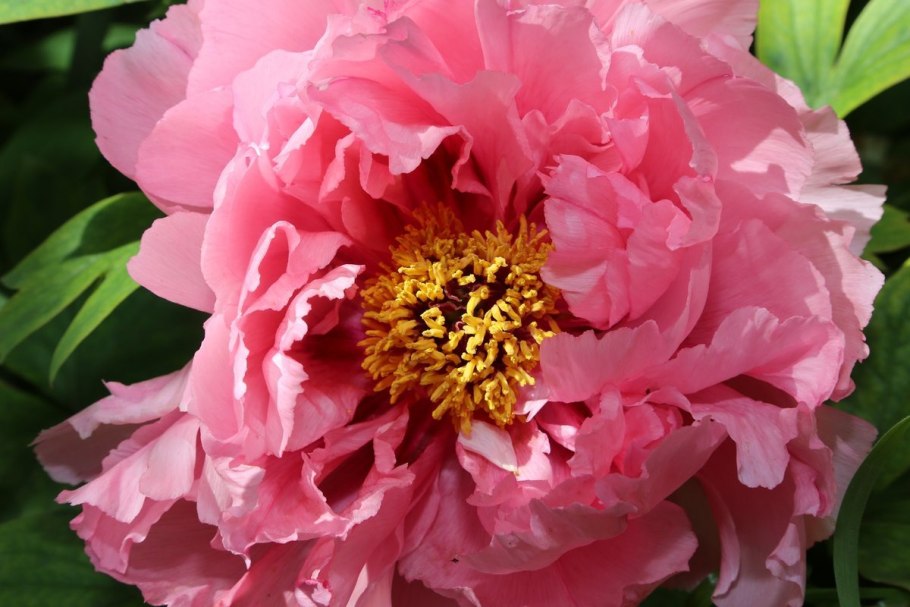 Пион (Paeonia) Double Red