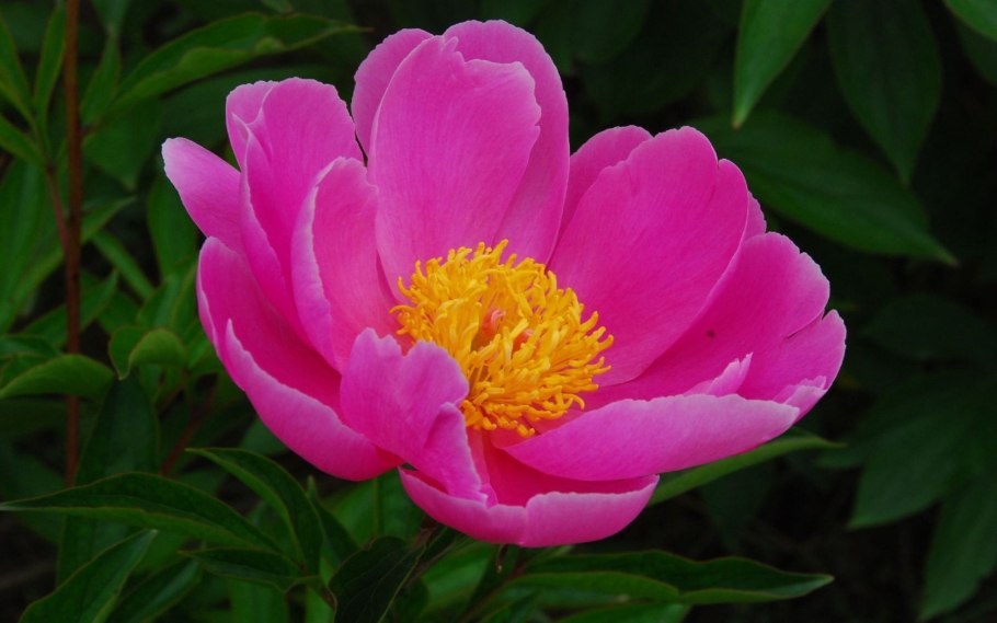 Пион Nellie Saylor