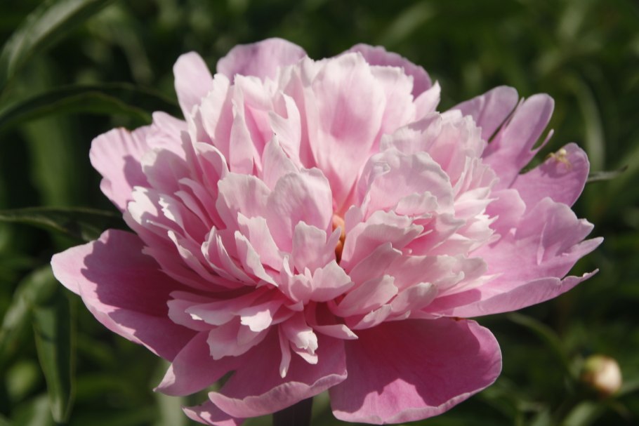 Пион Гарден Роуз