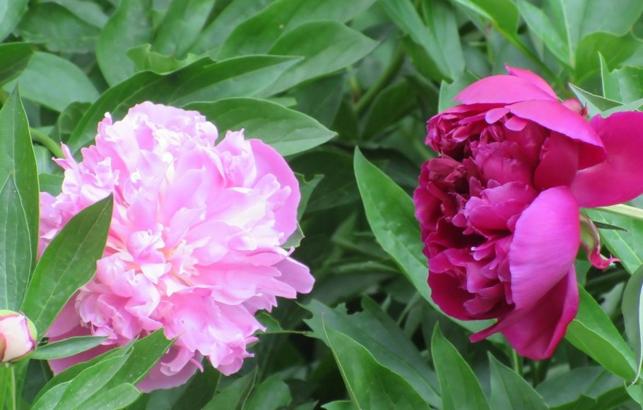 Пион травянистый Сюзетт