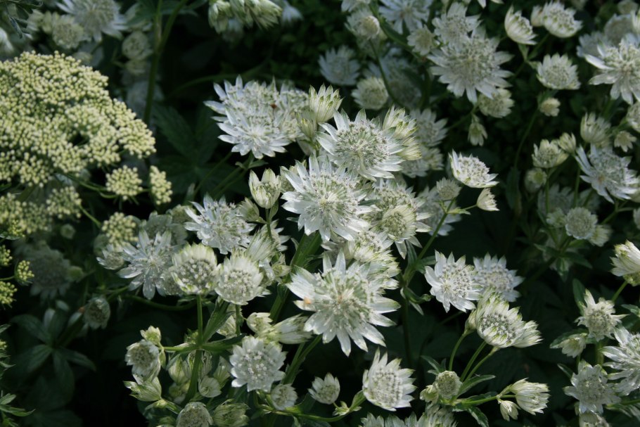 Астранция Astrantia Major Claret
