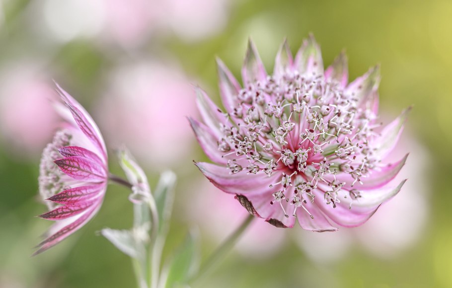 Астранция крупная (Astrantia Major)