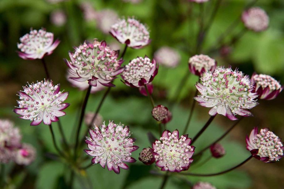 Astrantia Major rosea