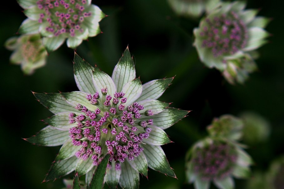 Astrantia Major. 'Abbey Road'