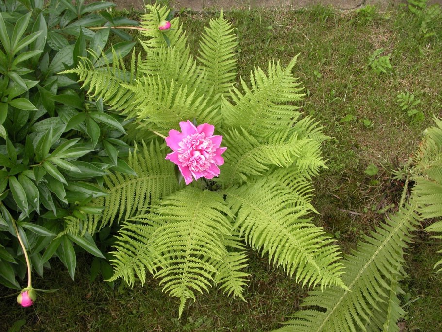 Жизненный цикл плауна булавовидного схема