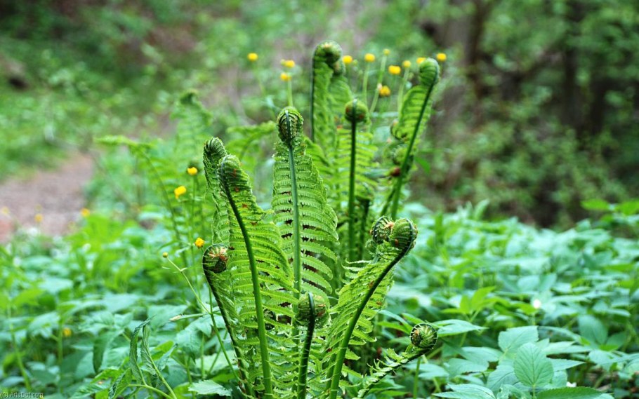 Хвощевидные папоротники