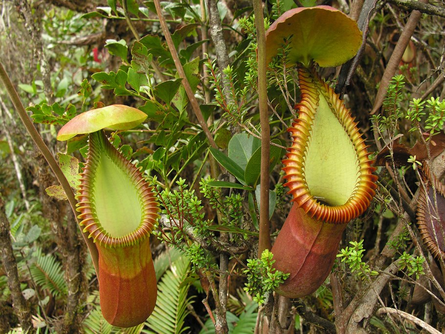 Непентес хищник