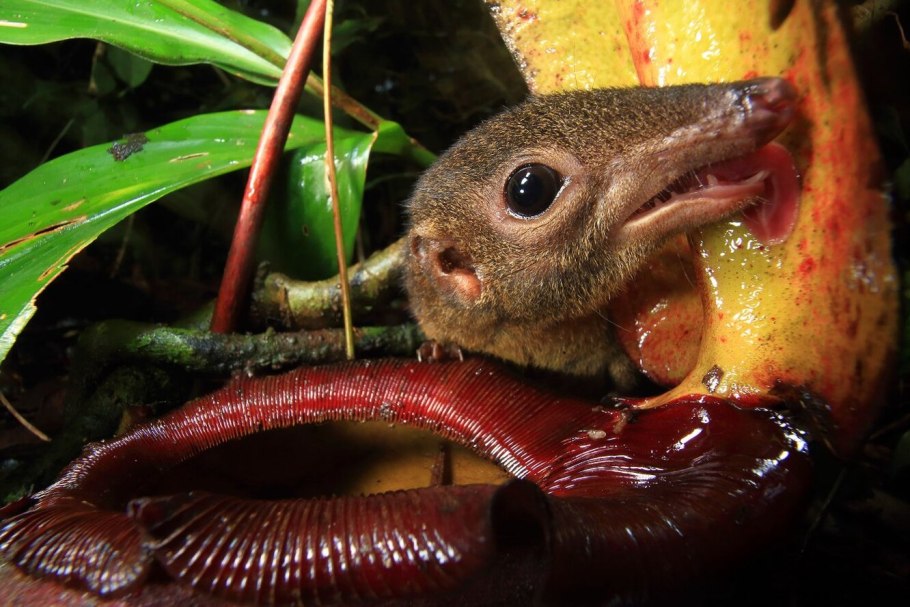 Непентес Аттенборо с крысой