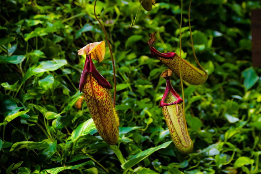 Лиана непентес