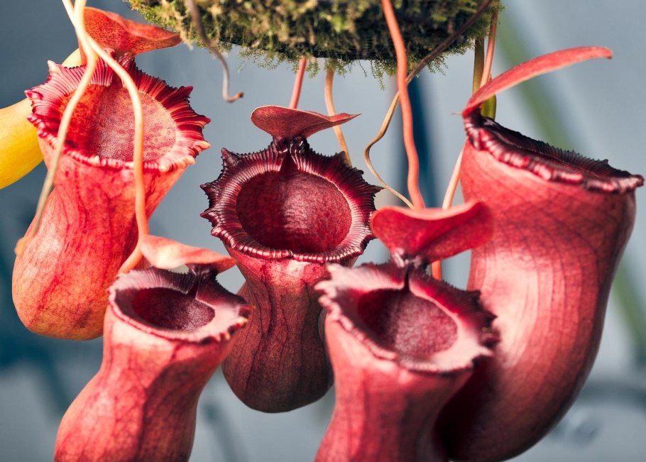 Непентес растение хищник